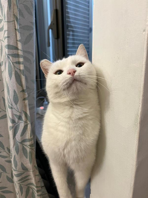 DIOR: MICIA BIANCA DI 6 ANNI CERCA FAMIGLIA Foto 2