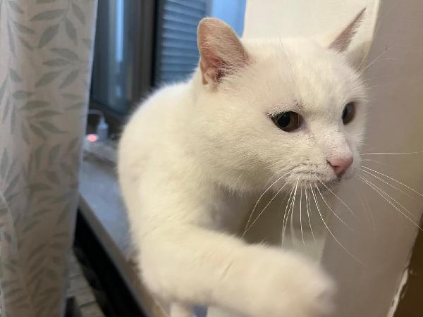 DIOR: MICIA BIANCA DI 6 ANNI CERCA FAMIGLIA Foto 3