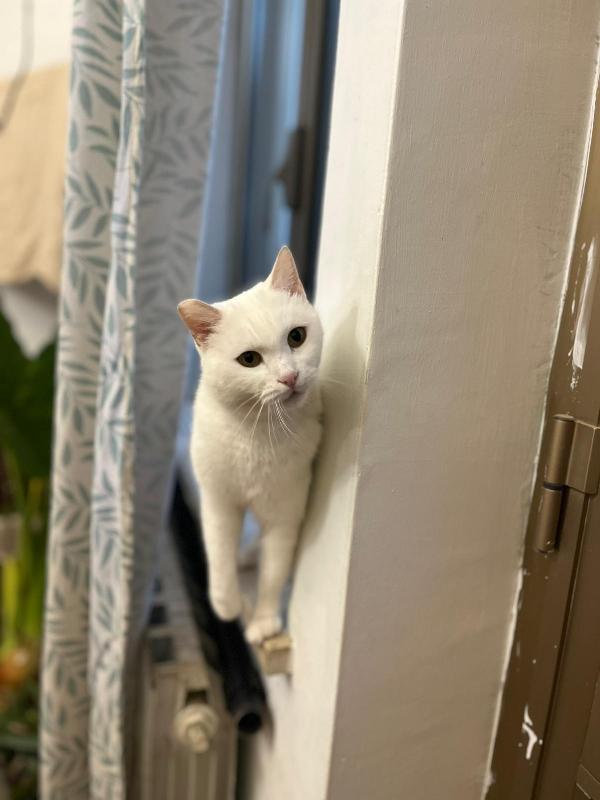 DIOR: MICIA BIANCA DI 6 ANNI CERCA FAMIGLIA Foto 4