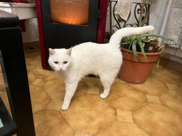 DIOR: MICIA BIANCA DI 6 ANNI CERCA FAMIGLIA Foto 5