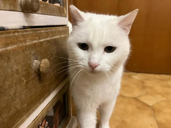 DIOR: MICIA BIANCA DI 6 ANNI CERCA FAMIGLIA Foto 6