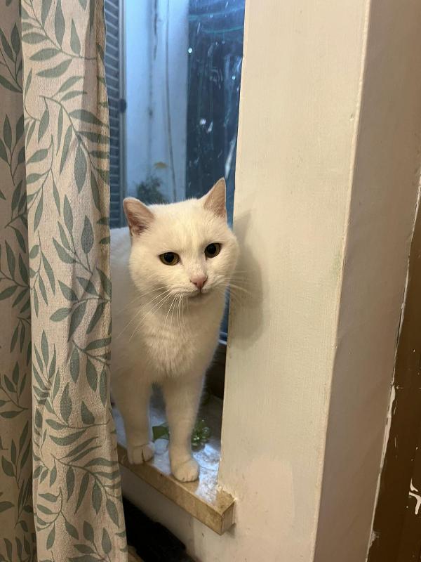 DIOR: MICIA BIANCA DI 6 ANNI CERCA FAMIGLIA Foto 7