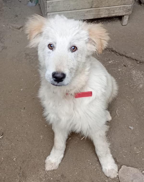 Aky Mix Golden/Maremmano 