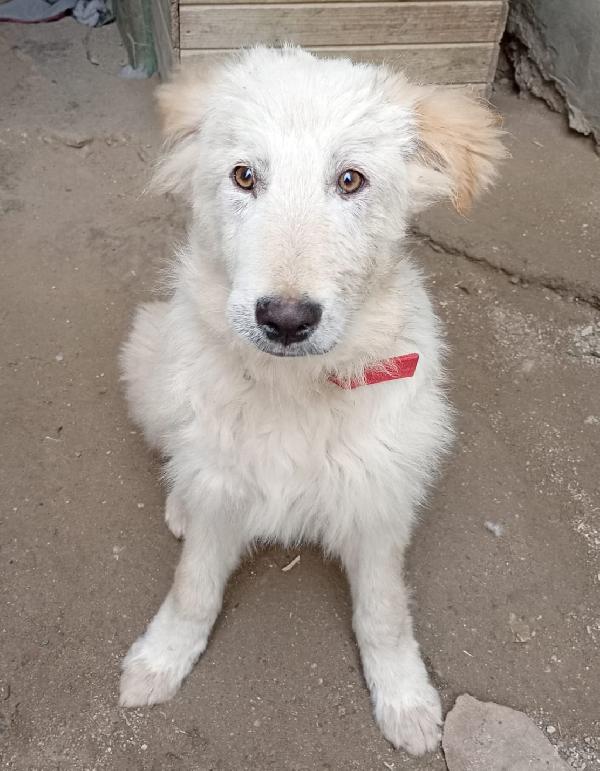 AKY MIX GOLDEN/MAREMMANO  Foto 2