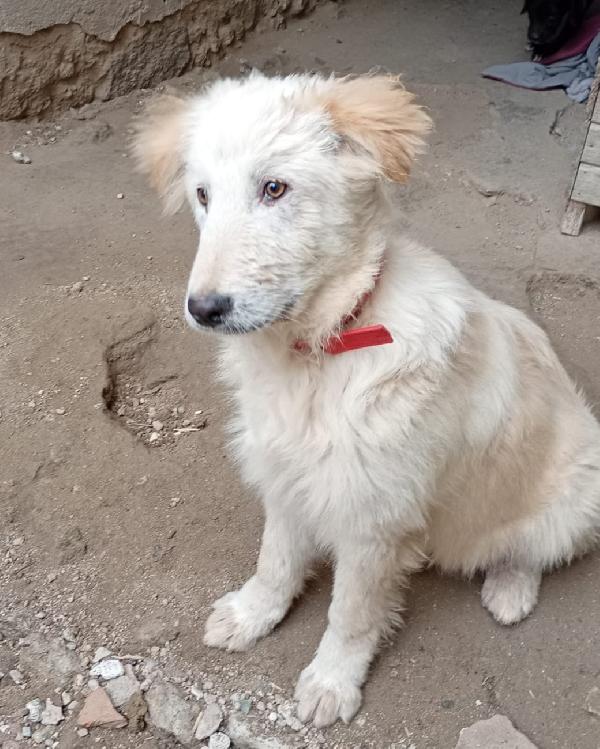 AKY MIX GOLDEN/MAREMMANO  Foto 3