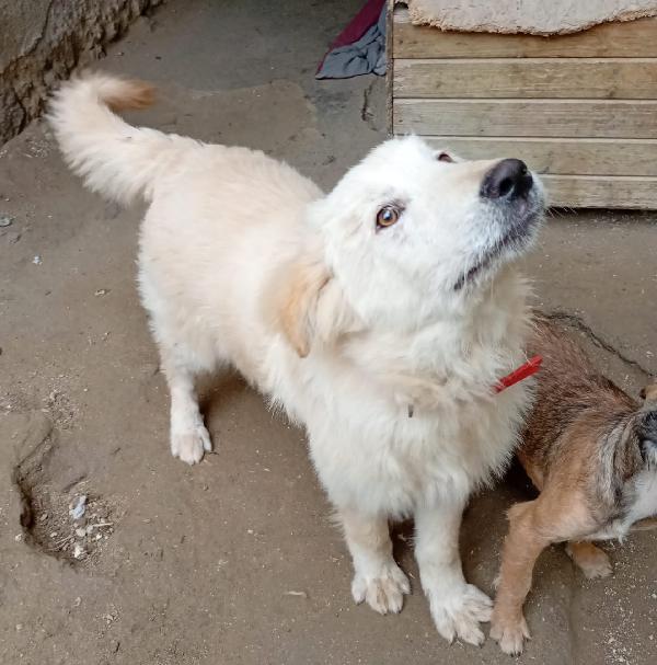 AKY MIX GOLDEN/MAREMMANO  Foto 4