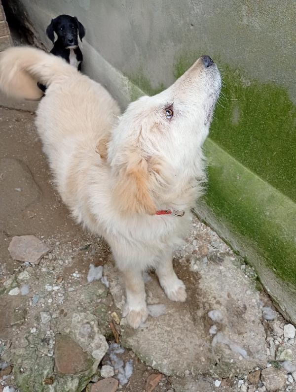 AKY MIX GOLDEN/MAREMMANO  Foto 5