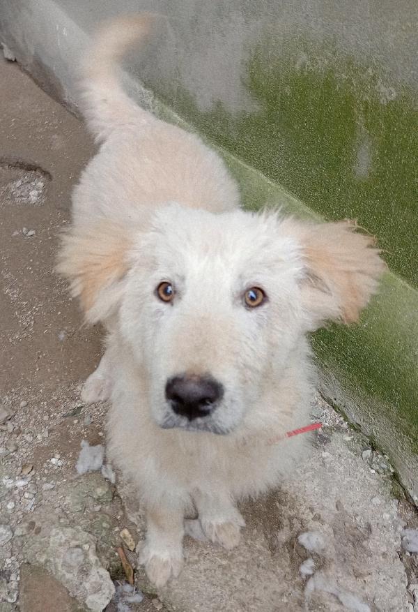 AKY MIX GOLDEN/MAREMMANO  Foto 6