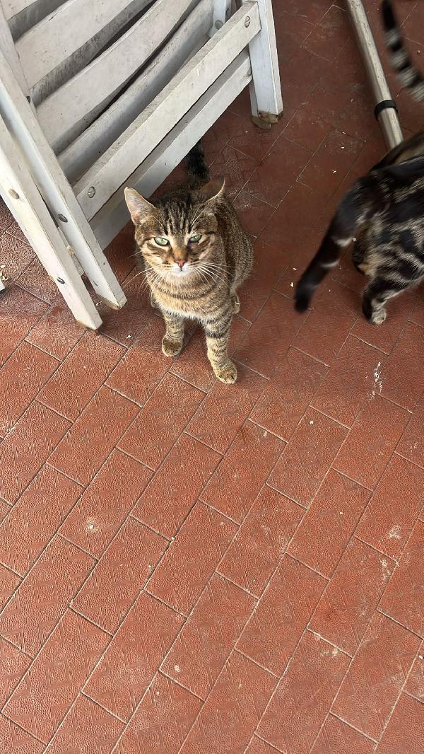 Vespuzio; Micio Tigrato Di 8 Mesi Cerca