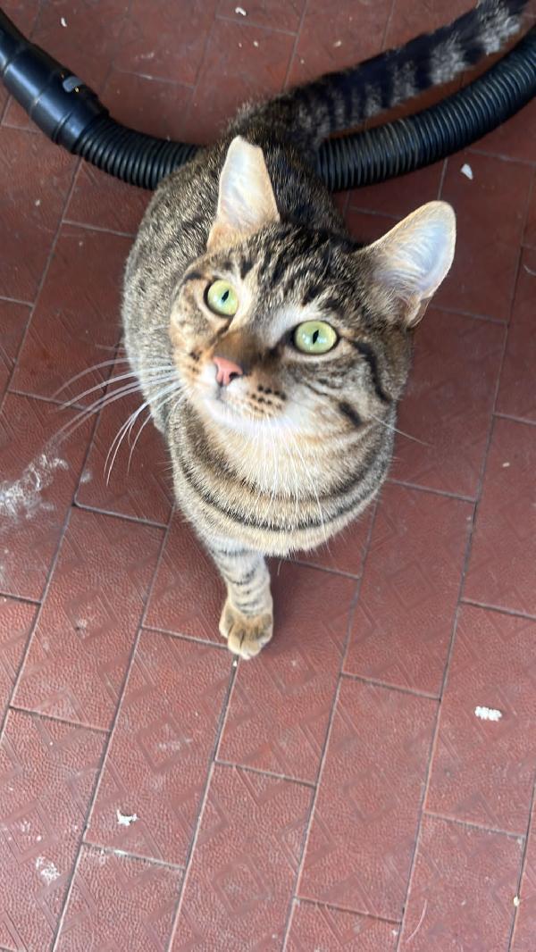 VESPUZIO; MICIO TIGRATO DI 8 MESI CERCA Foto 2