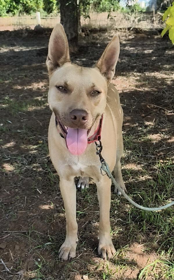 Marley Un Bellissimo Cucciolone Non Riesce Ancora A Trovare Casa 