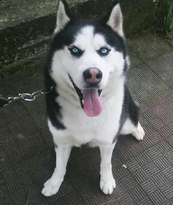 Ben Meraviglioso Husky 
