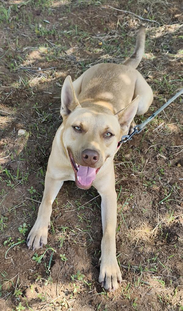 Marley un bellissimo cucciolone non riesce ancora a trovare casa  Foto 2