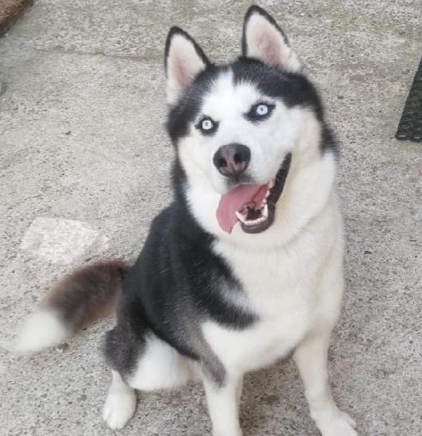 BEN MERAVIGLIOSO HUSKY  Foto 2