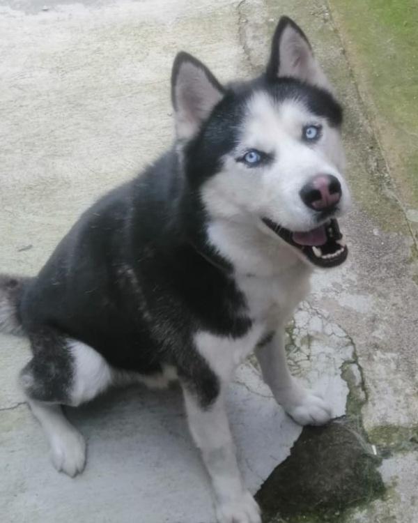 BEN MERAVIGLIOSO HUSKY  Foto 3