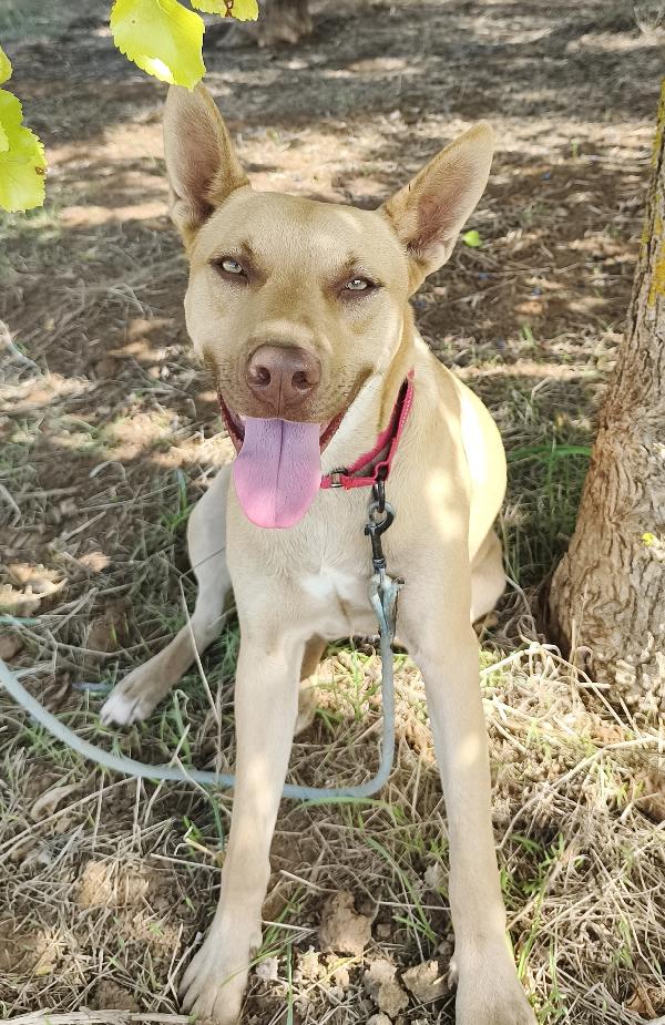 Marley un bellissimo cucciolone non riesce ancora a trovare casa  Foto 4