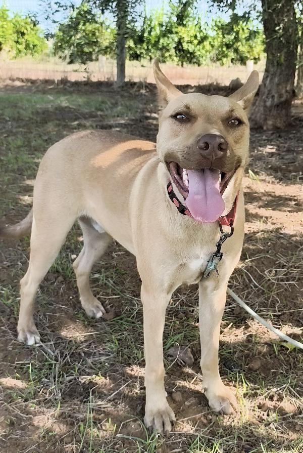 Marley un bellissimo cucciolone non riesce ancora a trovare casa  Foto 5