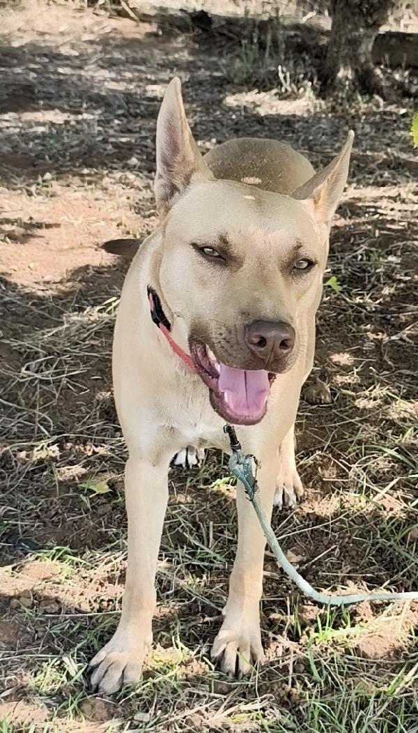 Marley un bellissimo cucciolone non riesce ancora a trovare casa  Foto 7