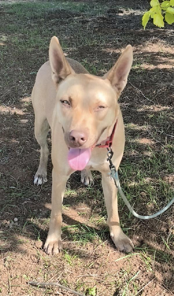 Marley un bellissimo cucciolone non riesce ancora a trovare casa  Foto 8