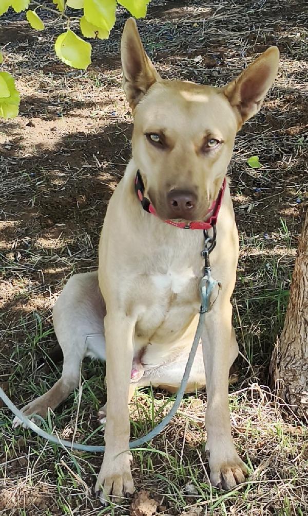 Marley Cucciolone Dolcissimo In Adozione 