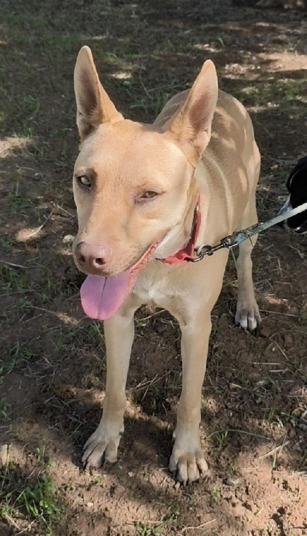 Marley cucciolone dolcissimo in adozione  Foto 6