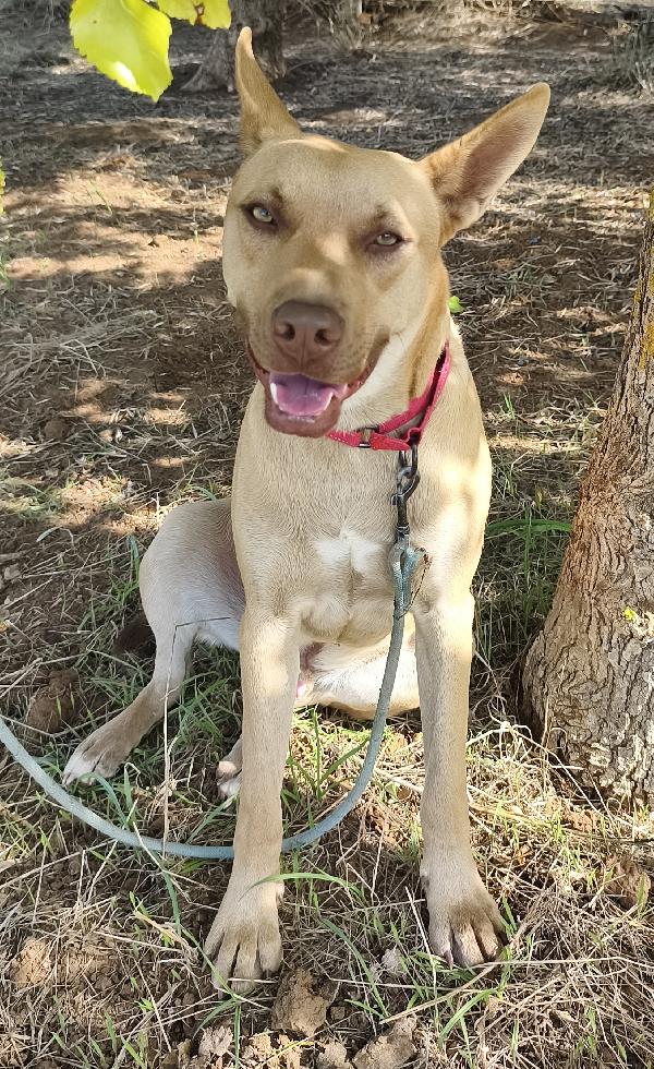 Marley cucciolone dolcissimo in adozione  Foto 8