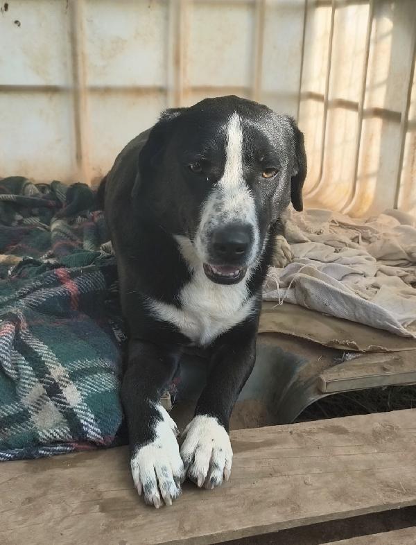 Mi Chiamo Oscar Aiutami Ad Andare A Casa 