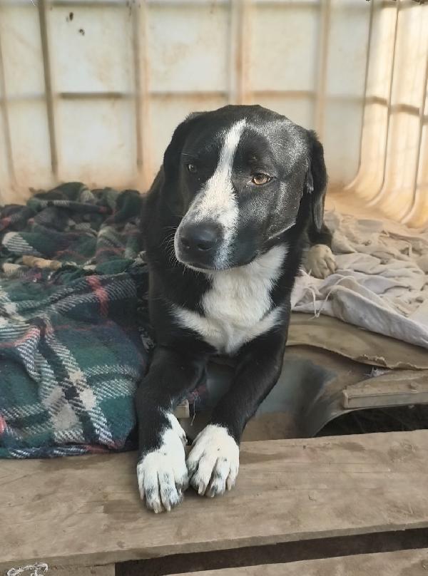 Mi chiamo Oscar aiutami ad andare a casa  Foto 2