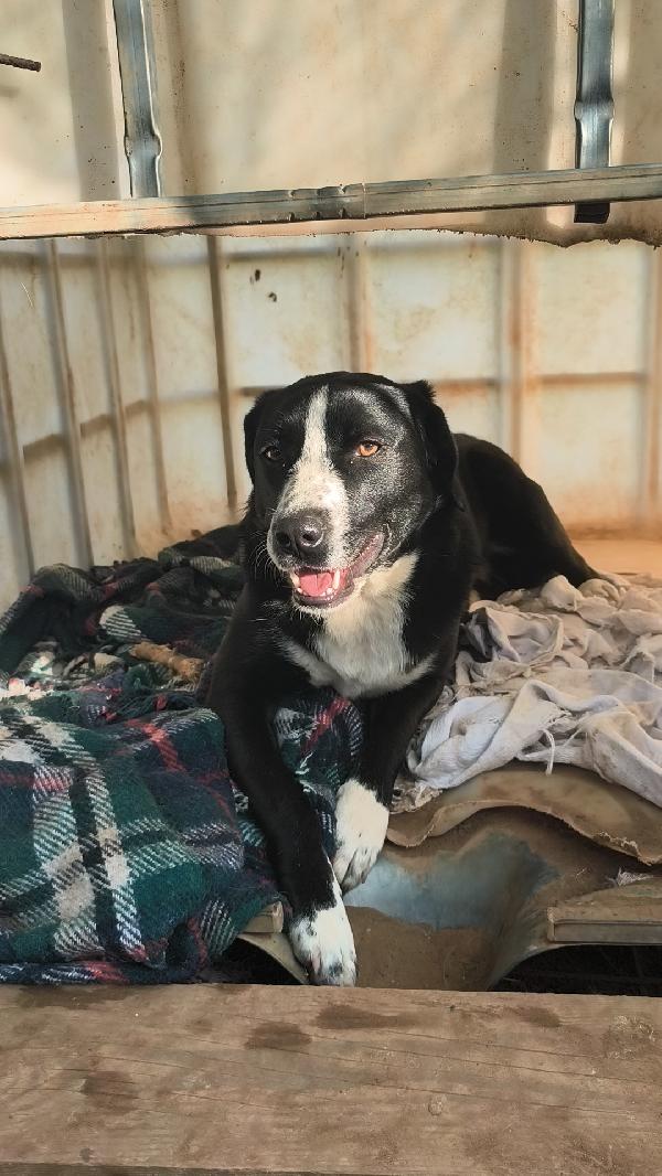 Mi chiamo Oscar aiutami ad andare a casa  Foto 3