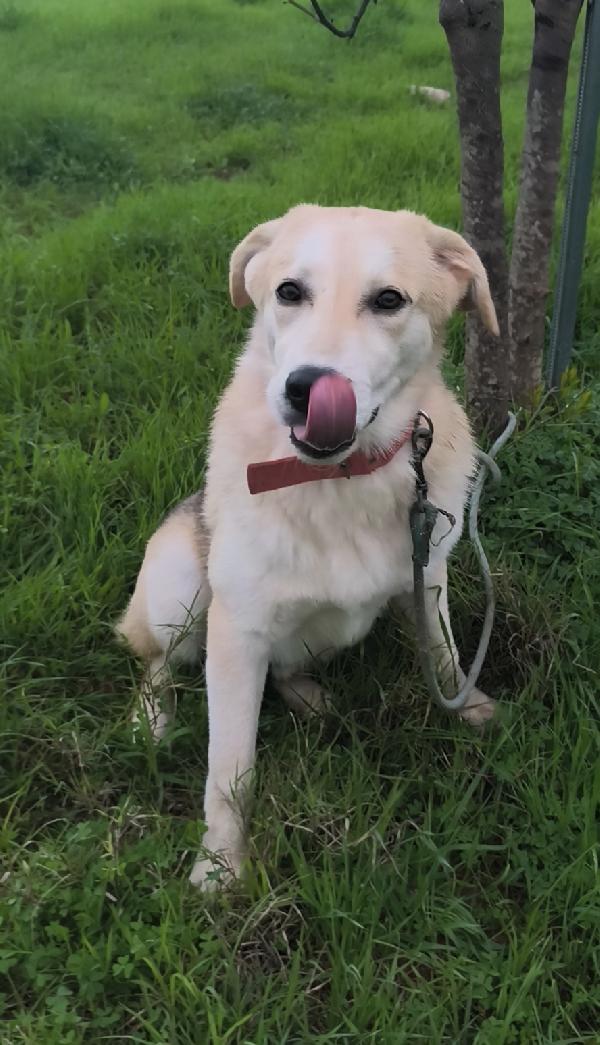 Jago è rimasto solo, cerca disperatamente casa Foto 5