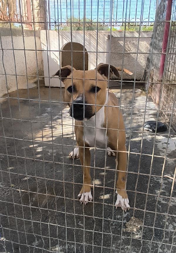 Atena Una Bellissima E Giovane Amstaff In Adozione 