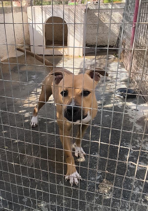 Atena una bellissima e giovane Amstaff in adozione  Foto 3