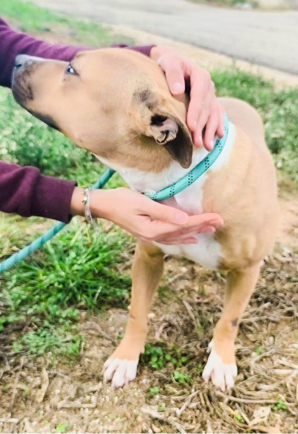 Atena una bellissima e giovane Amstaff in adozione  Foto 8