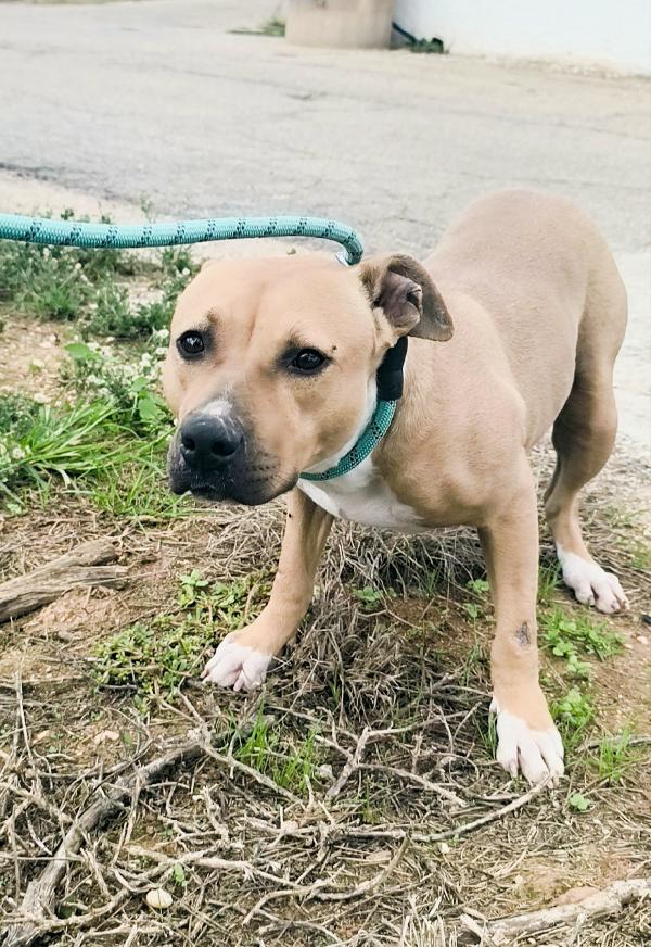 Atena una bellissima e giovane Amstaff in adozione  Foto 10