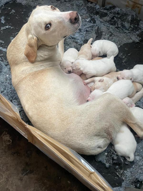 Aurora Dolce Mammina Cerca Famiglia  Foto 2