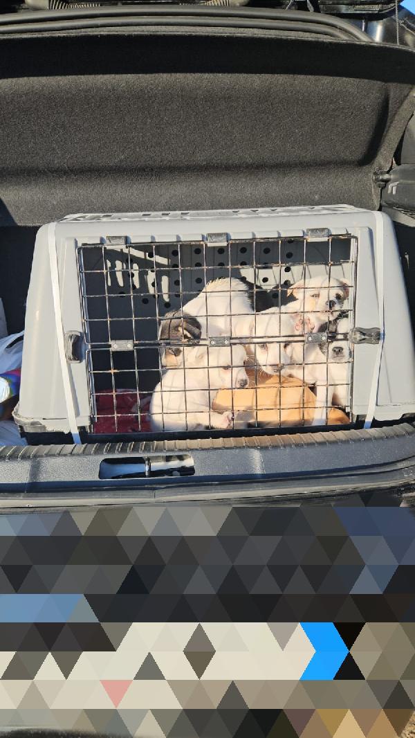 Fagottino: 2 mesi taglia piccola  Foto 2