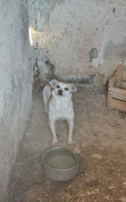 Fagottino: 2 mesi taglia piccola  Foto 3