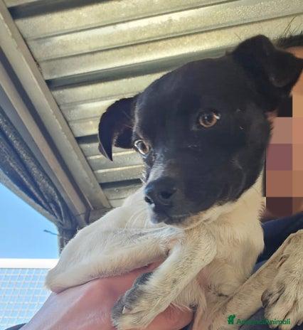 Fagottino: 2 mesi taglia piccola  Foto 4