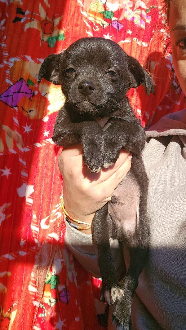 Tramezzino: 2 Mesi Taglia Piccola 