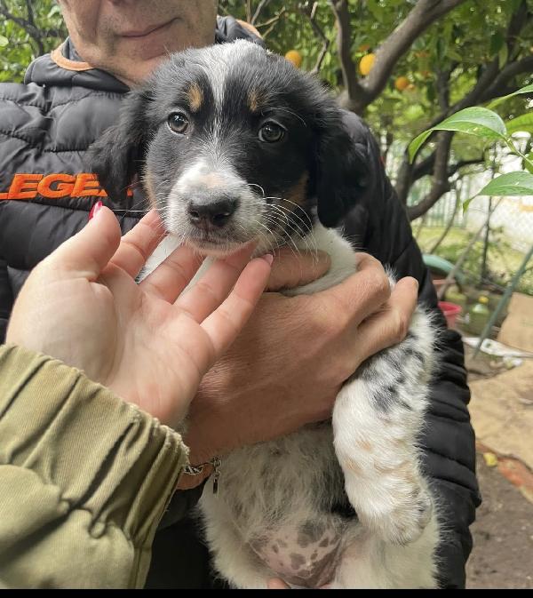 Dory La Cucciola Stracciatella 