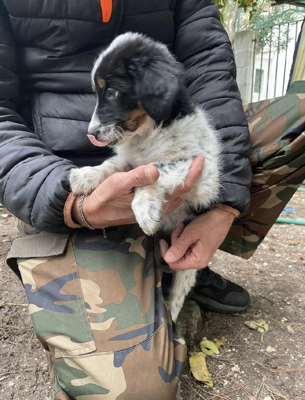 Dory la cucciola stracciatella  Foto 2