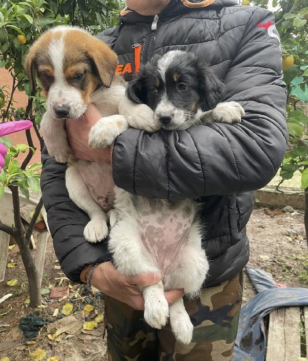 Tommy Un Cucciolo Da Salvare 