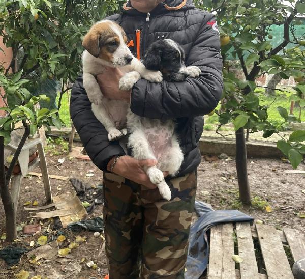 Tommy un cucciolo da salvare  Foto 2