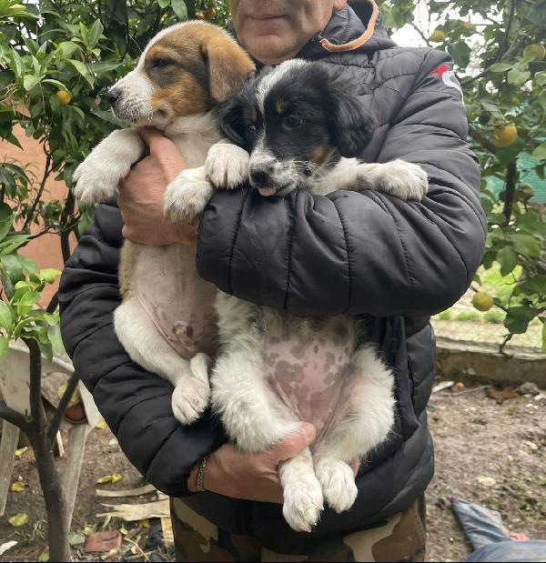 Tommy un cucciolo da salvare  Foto 3