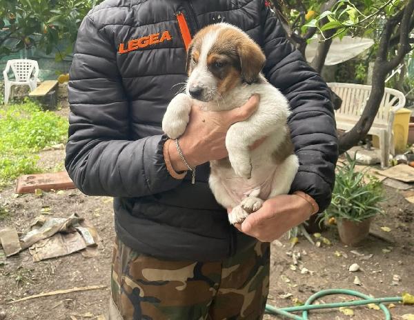 Tommy un cucciolo da salvare  Foto 4