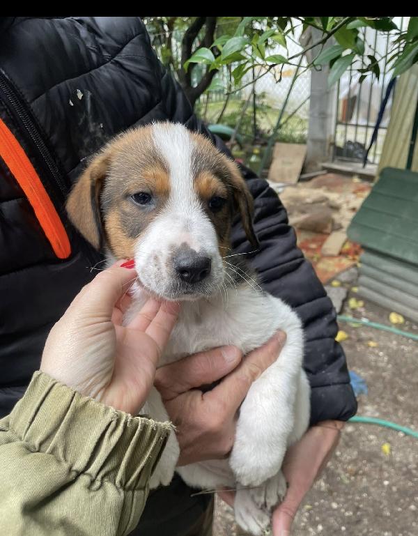 Tommy un cucciolo da salvare  Foto 5