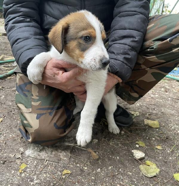 Tommy un cucciolo da salvare  Foto 6