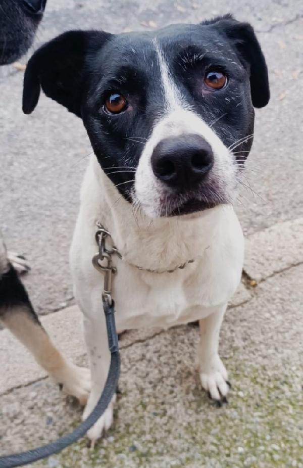 Polka 5Anni Mix Molossina Salvata 2Anni Fa 