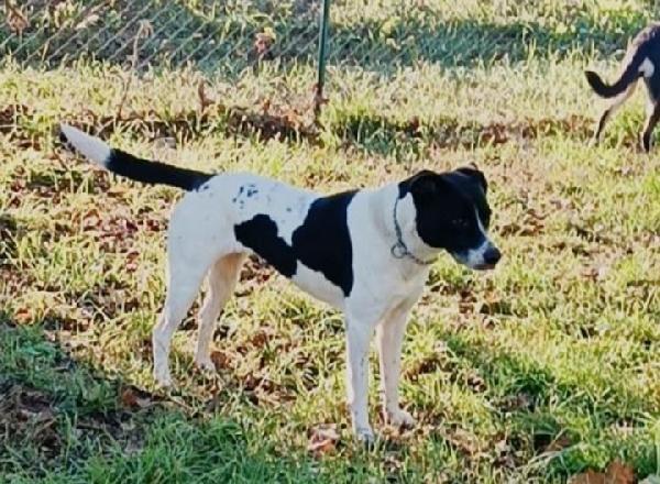 Polka 5anni mix molossina salvata 2anni fa  Foto 3