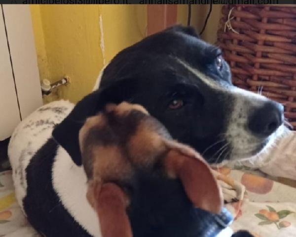 Polka 5anni mix molossina salvata 2anni fa  Foto 4